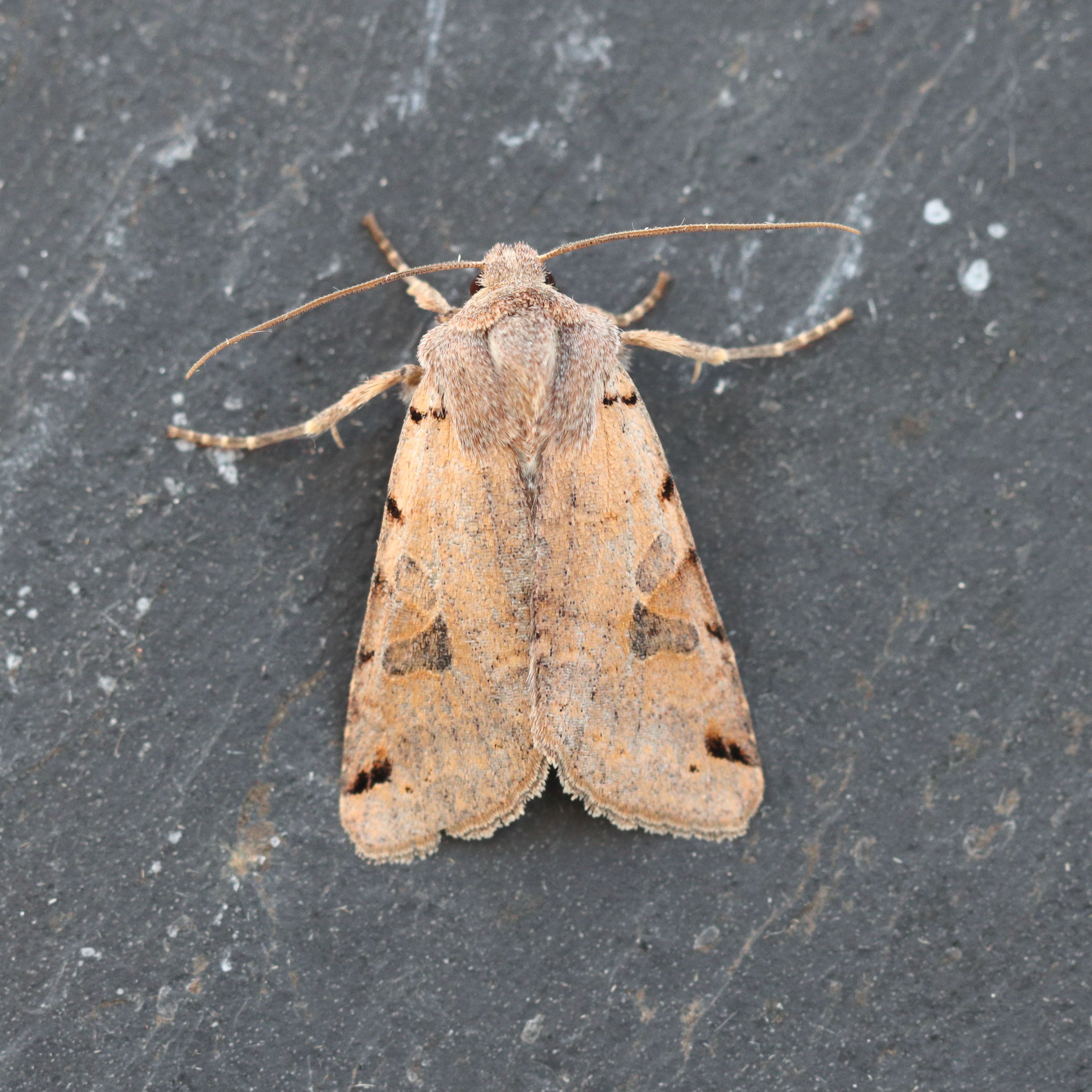 Photo of Brown-spot Pinion (Anchoscelis litura)